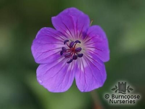 GERANIUM wallichianum 'Buxton's Variety' 